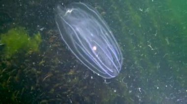 Ctenophorlar, Karadeniz 'in taraklı istilacısı, denizanası Mnemiopsis leyleği. Ukrayna