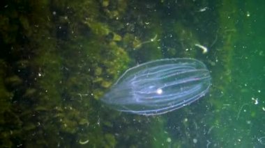 Ctenophorlar, Karadeniz 'in taraklı istilacısı, denizanası Mnemiopsis leyleği. Ukrayna
