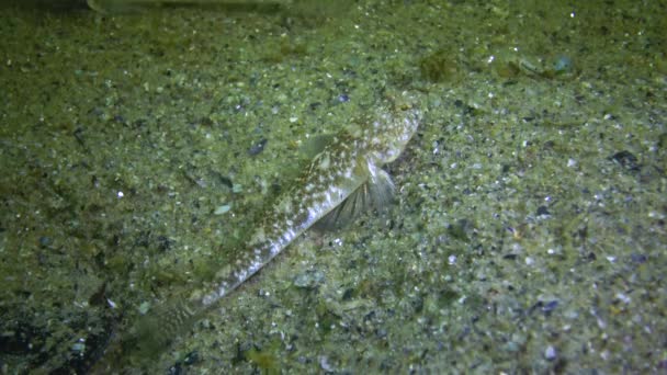 Marbled Goby Pomatoshistus Marmoratus Самец Защищает Свое Гнездо Раковиной Мидии — стоковое видео