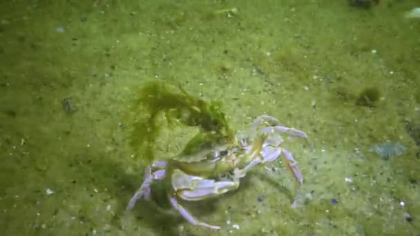 Ράμφη Liocarcinus Holsatus Πράσινα Φύκια Φυτρώνουν Στο Καβούρι Μαύρη Θάλασσα — Αρχείο Βίντεο