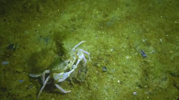 Liocarcinus Holsatus Algas Verdes Crescem Casca Caranguejo Mar Negro — Vídeo de Stock