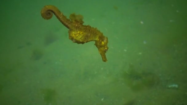Короткорылый Морской Конёк Hippocampus Hippocampus Рыба Черного Моря Украина — стоковое видео