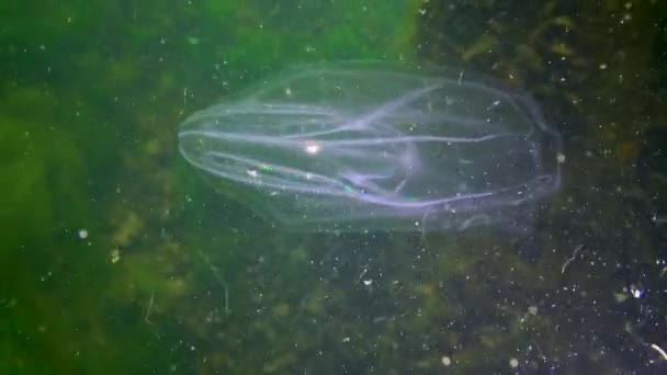 Ctenophores Najeźdźca Grzebienia Morze Czarne Meduza Mnemiopsis Leidy Ukraina — Wideo stockowe