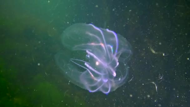 Ctenophores Kam Indringer Naar Zwarte Zee Kwallen Mnemiopsis Leidy Oekraïne — Stockvideo