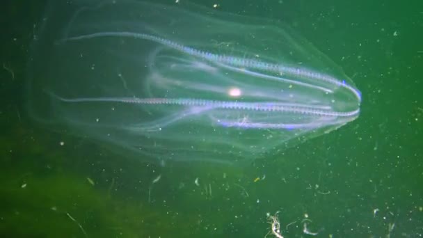 Ctenophores, envahisseur de peigne à la mer Noire, méduses Mnémiopsis leidy. Ukraine