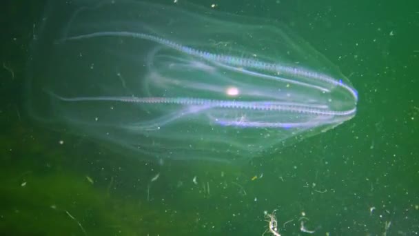 Ctenophorlar Karadeniz Taraklı Istilacısı Denizanası Mnemiopsis Leyleği Ukrayna — Stok video