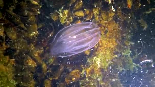 Ctenophores Penyerbu Sisir Laut Hitam Ubur Ubur Mnemiopsis Leidy Ukraina — Stok Video