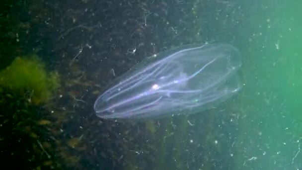 Ctenophores, envahisseur de peigne à la mer Noire, méduses Mnémiopsis leidy. Ukraine