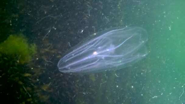 Ctenophores 黒海への櫛侵入者 クラゲMnemiopsis嘘 ウクライナ — ストック動画