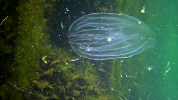 Ctenophores Kam Indringer Naar Zwarte Zee Kwallen Mnemiopsis Leidy Oekraïne — Stockvideo