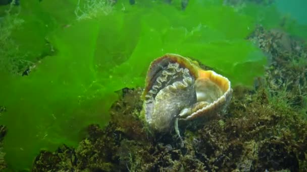 Морской Инвазивный Вид Veined Whelk Rapana Venosa Моллюск Медленно Вылезает — стоковое видео