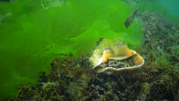 Morski Inwazyjny Gatunek Veined Oślica Rapana Venosa Mięczak Powoli Wspina — Wideo stockowe