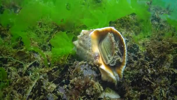 Specie Marina Invasiva Velluto Rapana Venosa Mollusco Arrampica Lentamente Fuori — Video Stock