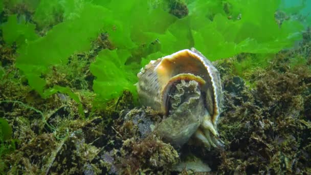 Specie Marina Invasiva Velluto Rapana Venosa Mollusco Arrampica Lentamente Fuori — Video Stock