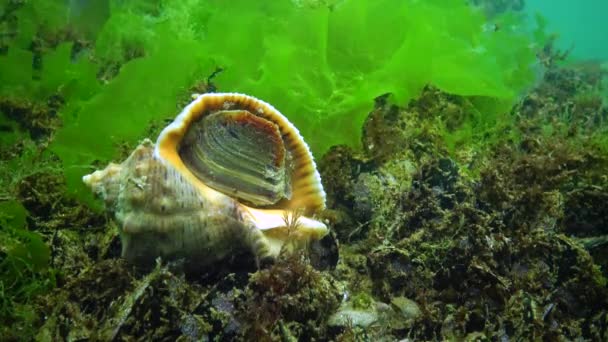 Морской Инвазивный Вид Veined Whelk Rapana Venosa Моллюск Медленно Вылезает — стоковое видео