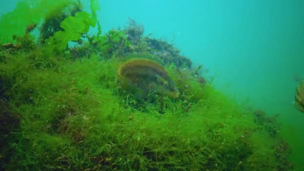 Reproduktion Ocellated Wrasse Symphodus Ocellatus Fiskarna Byggde Ett Alger Och — Stockvideo