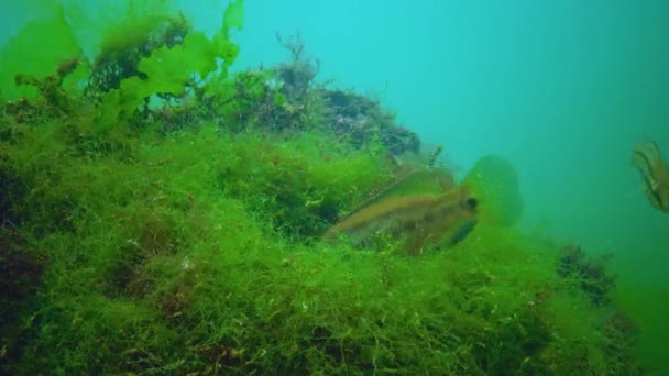 바다에서 번식하는 바닷가재 Hodus Ocellatus 물고기는 조류로 이루어진 보금자리를 만들어 — 비디오