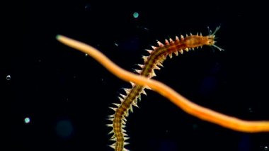 Deniz çoklu tenya Nereis. Karadeniz