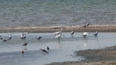 Ukrayna 'nın sulak kuşları. Tuzla haliçlerinin, Karadeniz 'in, Ukrayna' nın sularında martılar ve beyaz balıkçıllar duruyor.