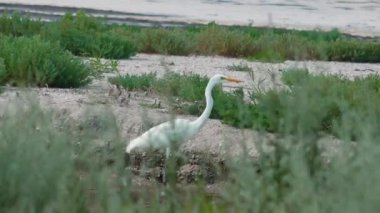 Büyük Akbalıkçıl (Ardea alba). Ukrayna 'nın sulak kuşları