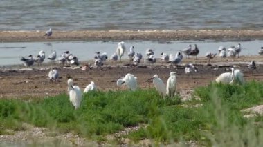 Büyük Akbalıkçıl (Ardea alba). Ukrayna 'nın sulak kuşları