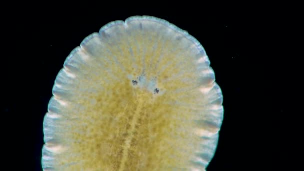 Mar Negro Gusano Marino Planaria Arrastrándose Sobre Vidrio — Vídeos de Stock