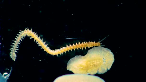 海洋多毛龙线虫Nereis和Planaria黑海地区 — 图库视频影像