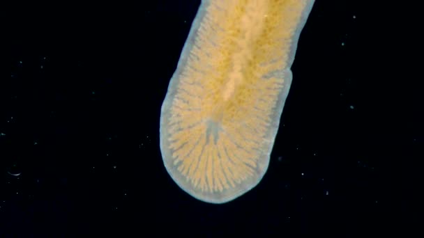 Schwarzes Meer Meerwasserplattwurm Planaria Kriechend Auf Dem Glas — Stockvideo