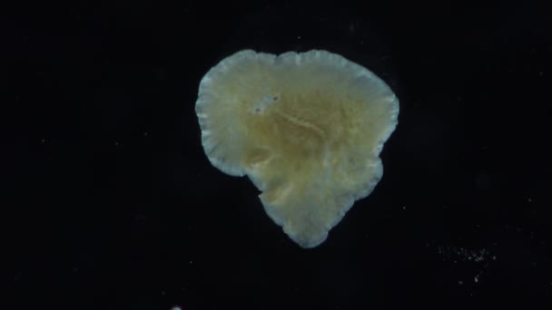 Schwarzes Meer Meerwasserplattwurm Planaria Kriechend Auf Dem Glas — Stockvideo