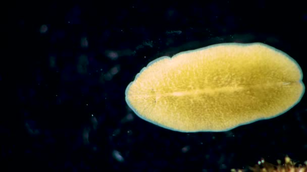 Zwarte Zee Platworm Planaria Kruipend Het Glas — Stockvideo