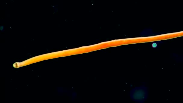 Oligochaeta Turbellaria Morzu Czarnym — Wideo stockowe