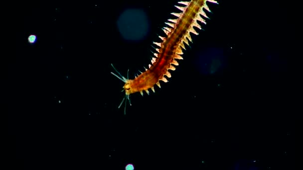 Mariene Polychaete Worm Nereis Zwarte Zee — Stockvideo