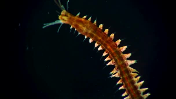 Θαλάσσιο Σκουλήκι Νερίς Μαύρη Θάλασσα — Αρχείο Βίντεο