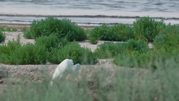 Grote Zilverreiger Ardea Alba Vogelstand Van Oekraïne — Stockvideo