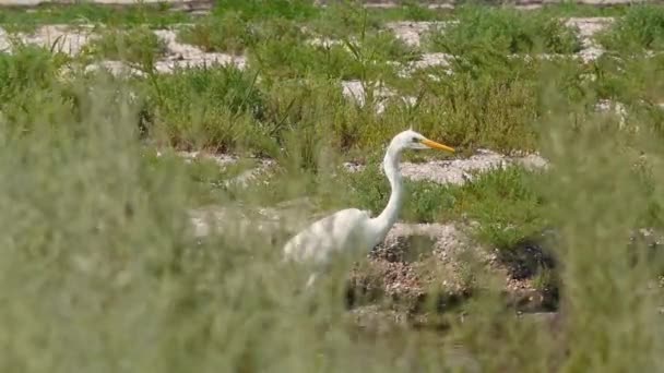 Μεγάλος Εγγλέζος Ardea Alba Wetland Πτηνά Της Ουκρανίας — Αρχείο Βίντεο