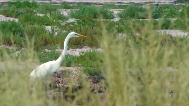 Büyük Akbalıkçıl Ardea Alba Ukrayna Nın Sulak Kuşları — Stok video