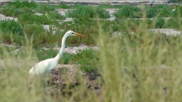 Velký Egret Ardea Alba Mokří Ptáci Ukrajiny — Stock video