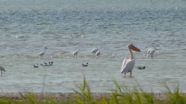 Büyük beyaz pelikan (Pelecanus onocrotalus). Ukrayna 'nın sulak kuşları. 