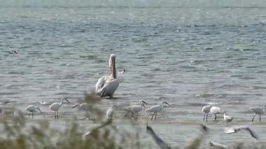 Büyük beyaz pelikan (Pelecanus onocrotalus). Ukrayna 'nın sulak kuşları. 