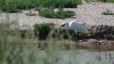 Büyük Akbalıkçıl (Ardea alba). Ukrayna 'nın sulak kuşları