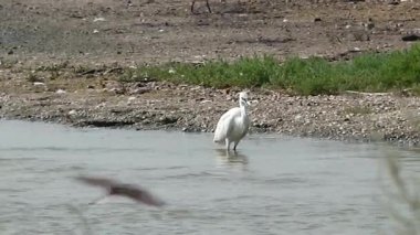 Büyük Akbalıkçıl (Ardea alba). Ukrayna 'nın sulak kuşları