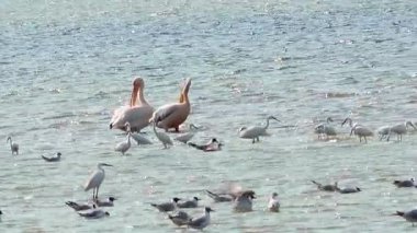 Büyük beyaz pelikan (Pelecanus onocrotalus). Ukrayna 'nın sulak kuşları. 