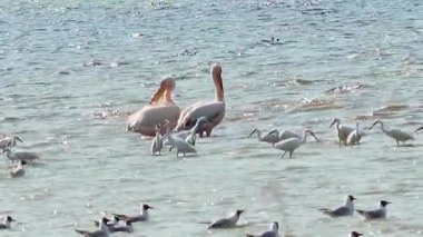 Büyük beyaz pelikan (Pelecanus onocrotalus). Ukrayna 'nın sulak kuşları. 