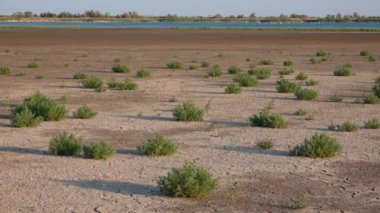 Salicornia europaea. Tuza dayanıklı bitkiler kurumuş, tuzlu bir haliç gölünün dibinde kırılmış. Tuzlovsky haliçleri, Karadeniz