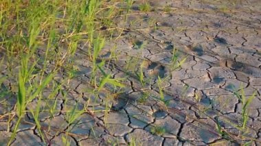 Salicornia europaea. Tuza dayanıklı bitkiler kurumuş, tuzlu bir haliç gölünün dibinde kırılmış. Tuzlovsky haliçleri, Karadeniz
