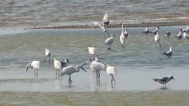 Great Egret Ardea Alba Wetland Birds Ukraine — Stock Video