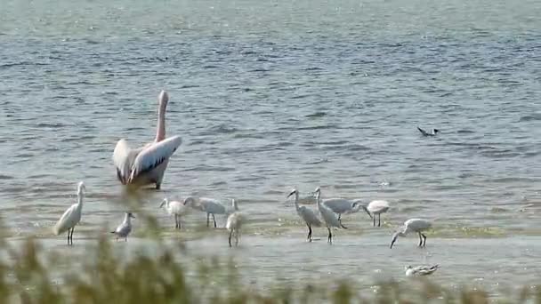 Velký Bílý Pelikán Pelecanus Onocrotalus Mokří Ptáci Ukrajiny — Stock video