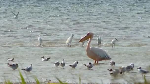 Great White Pelican Pelecanus Onocrotalus Wetland Birds Ukraine — Stock Video