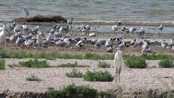 Grande Egret Ardea Alba Pássaros Das Zonas Húmidas Ucrânia — Vídeo de Stock