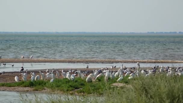 Ptaki Podmokłe Ukrainy Mewy Czaple Białe Stoją Wodzie Ujścia Tuzli — Wideo stockowe